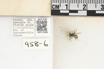 Media type: image;   Entomology 771330 Aspect: Labels